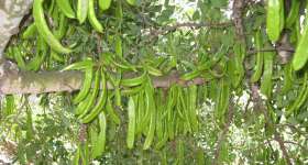 Fruits secs, garrofes i ametlles. Cooperativa de les Terres de l'Ebre