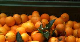 Producció de cítrics, mandarines i taronges 9