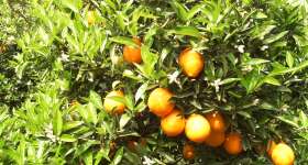 Producció de cítrics, mandarines i taronges 5