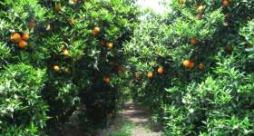 Producció de cítrics, mandarines i taronges 3