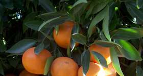 Producció de cítrics, mandarines i taronges 4