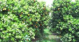 Producció de cítrics, mandarines i taronges 8