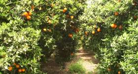 Producció de cítrics, mandarines i taronges 7