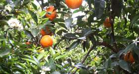Producció de cítrics, mandarines i taronges 6