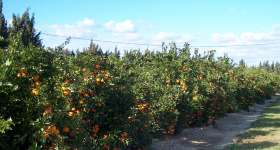 Producció de cítrics, mandarines i taronges 2