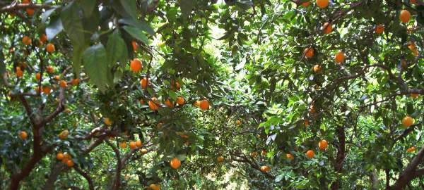 Producció de cítrics, mandarines i taronges 1