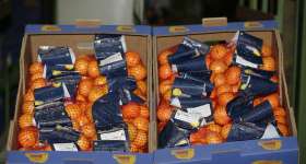 Mandarines i taronges, els nostres productes 10
