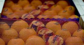 Mandarines i taronges, els nostres productes 2