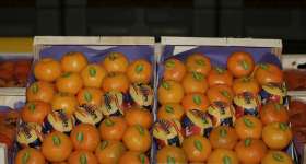 Mandarines i taronges, els nostres productes 8