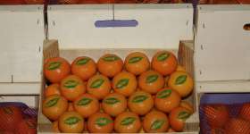 Mandarines i taronges, els nostres productes 6