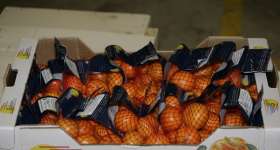 Mandarines i taronges, els nostres productes 9