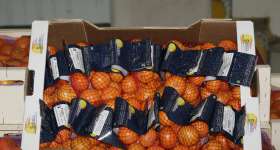 Mandarines i taronges, els nostres productes 7