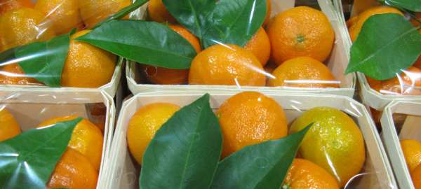 Mandarines i taronges, els nostres productes 1
