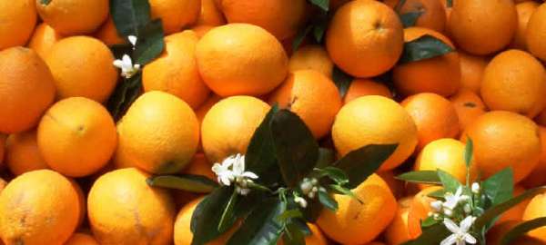 Mandarines i taronges font de salut 1