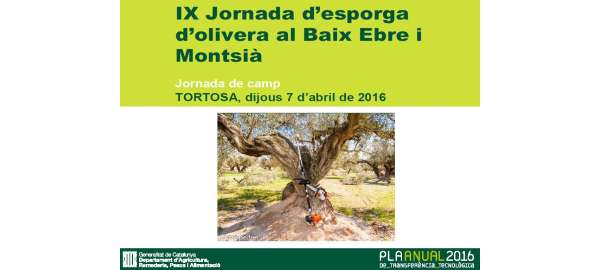 IX Jornada d'esporga d'olivera al Baix Ebre i Montsià
